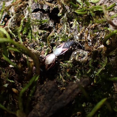 Réf. 328 732 : Oxycarenus lavaterae